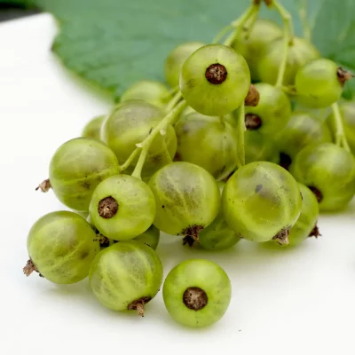 Grüne Johannisbeere