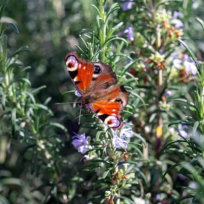 Rosmarin Backnang mit Schmetterling