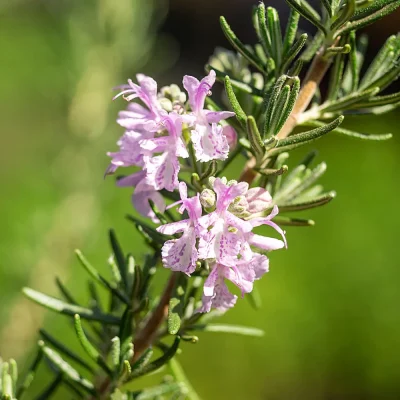 Rosmarin Majorca Pink