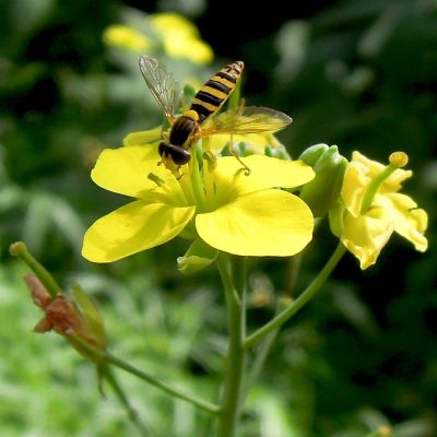 Rucola Blüte und Schwebefliege