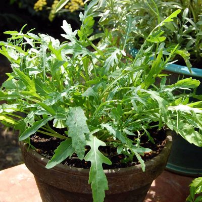 Rucola im Topf