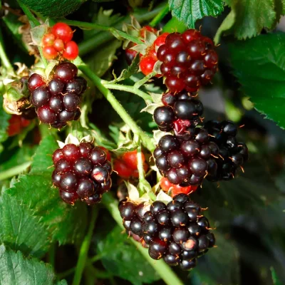 Brombeere Black Satin Früchte