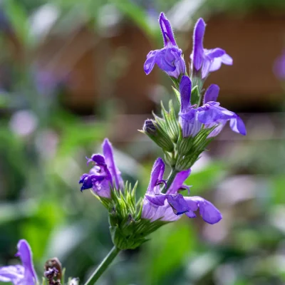 Bayerischer Salbei Mittenwald Blüten