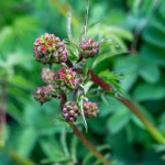 Pimpinelle - Kleiner Wiesenknopf Pflanze – Bild 3