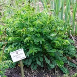 Pimpinelle - Kleiner Wiesenknopf Pflanze – Bild 2