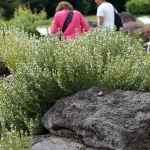Bergbohnenkraut botanischer Garten
