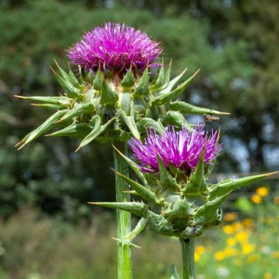 Mariendistel Blüten