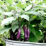 Aubergine Slim Jim Samen – Bild 3