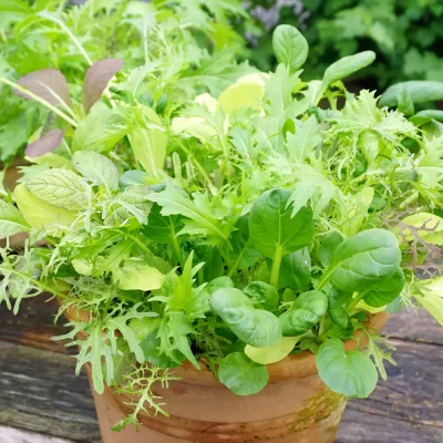 Salatmischung Sinfonie