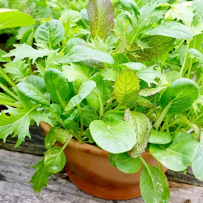 Salatmischung Orient