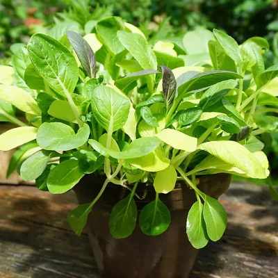 Salatmischung Pak Choi