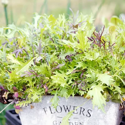 Salatmischung Mesclun