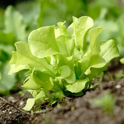 Pflücksalat Grünetta