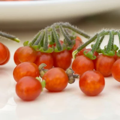 Otricoli Orange Berry Früchte