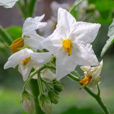 Litschitomate Blüten