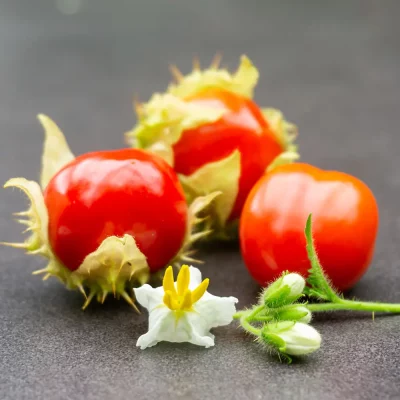 Litschitomate Früchte