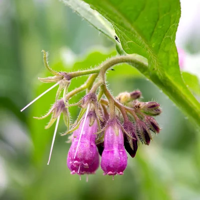 Beinwell Blüte