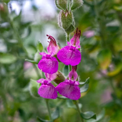 Katzengamander Blüte