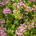 Zitronenthymian Pflanze – Bild 3