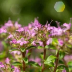 Zitronenthymian Pflanze – Bild 2