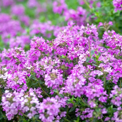 Bergamotte-Thymian Blüten