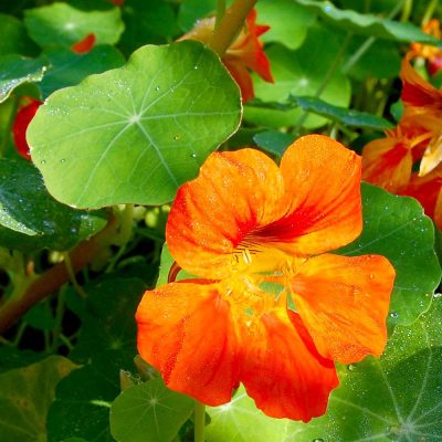 Kapuzinerkresse Blüte