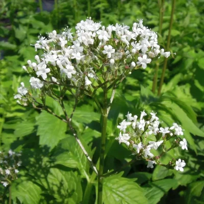 Baldrian Blüte