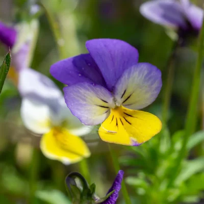 Wildes Stiefmütterchen