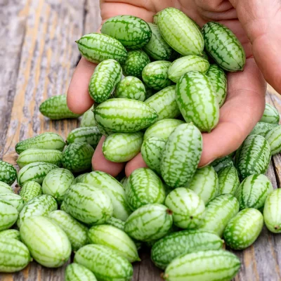 Mexikanische Minigurken